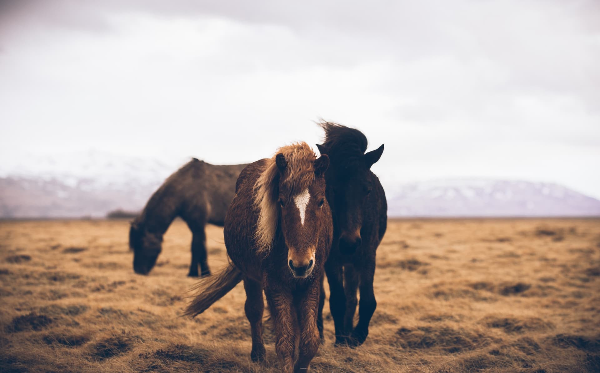 What Animals Can You Observe in Iceland?